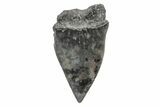 Fossil Broad-Toothed Mako Tooth - South Carolina #214628-1